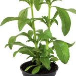 steviapflanze